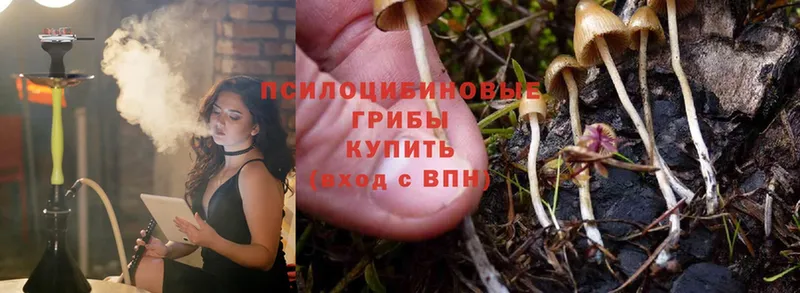 Псилоцибиновые грибы MAGIC MUSHROOMS  цены наркотик  Галич 